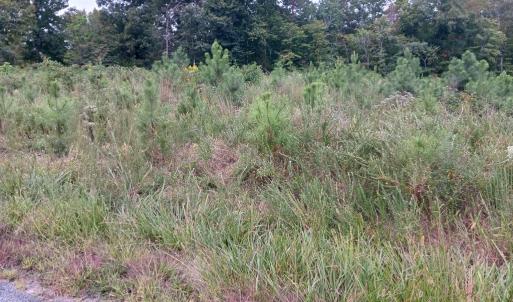 Photo #4 of 644 Buffalo Heights Rd., Farmville, VA 9.6 acres