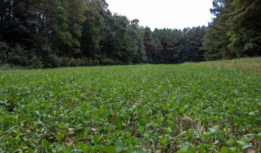 Photo #33 of South County Line Rd, Patrick Springs, VA 134.8 acres
