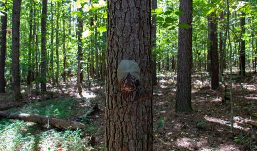 Photo #43 of South County Line Rd, Patrick Springs, VA 134.8 acres