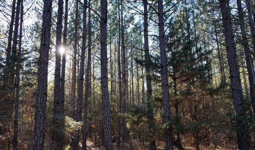 Photo #25 of Mason Trail, Nathalie, VA 117.0 acres