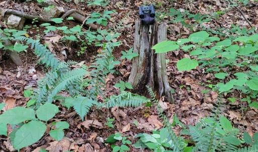 Wildlife Watching among Ferns