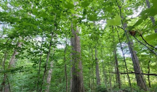 Large Harwoods fill Lot 30