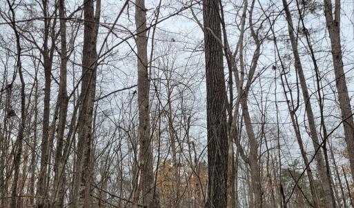 Mature Wooded Setting