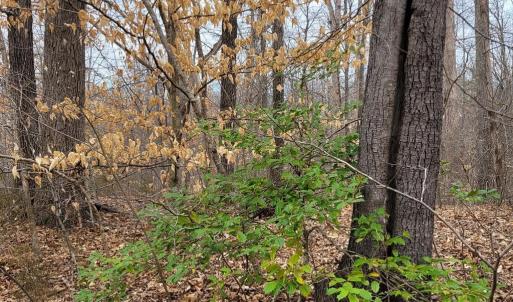 Beautiful Woodsy Setting