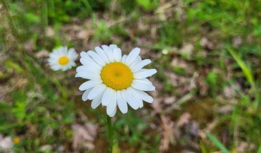 Wild Daisies naturalize Lot 30