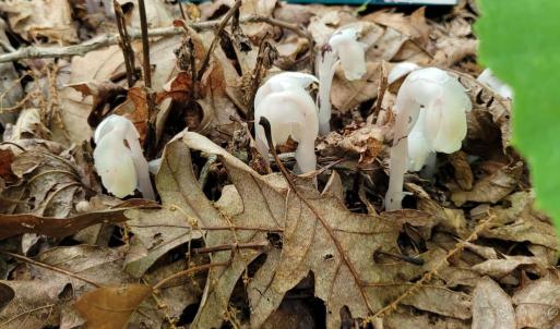 Indian Pipe appears in the Spring