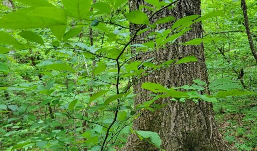 Spice Bush grows beneath mature hardwoods