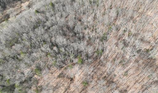 Photo #21 of 00 Helen Henderson Highway, Honaker, VA 21.0 acres