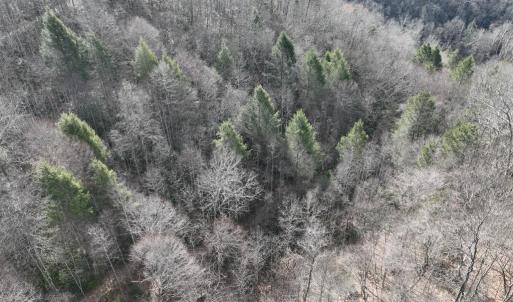 Photo #5 of 00 Helen Henderson Highway, Honaker, VA 21.0 acres