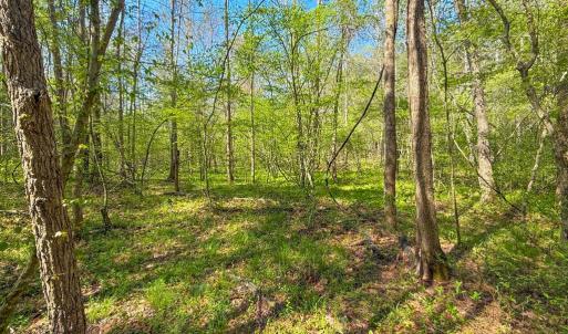 Photo #10 of Piney Green Road, Crewe, VA 57.4 acres
