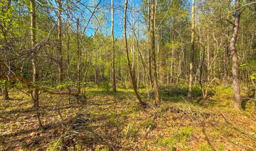 Photo #8 of Piney Green Road, Crewe, VA 57.4 acres