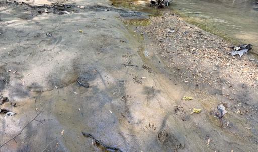 Photo #14 of Piney Green Road, Crewe, VA 57.4 acres