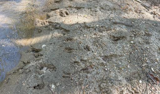 Photo #16 of Piney Green Road, Crewe, VA 57.4 acres