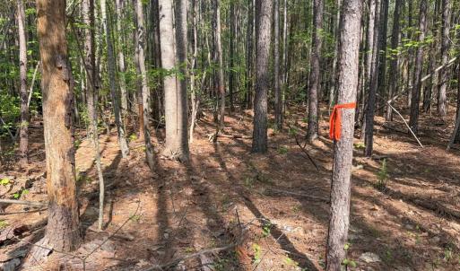Photo #5 of Piney Green Road, Crewe, VA 57.4 acres