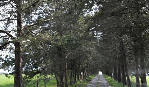 Photo #12 of Cedar Lane, Farmville, VA 103.7 acres