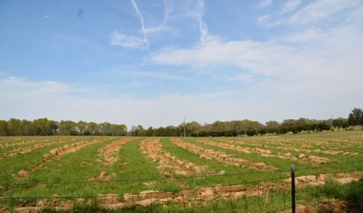 Photo #5 of Cedar Lane, Farmville, VA 103.7 acres