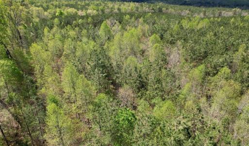 Photo #10 of Mountain Hall Rd, Crewe, VA 43.0 acres