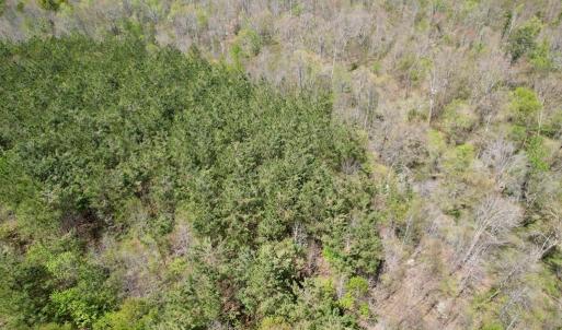 Photo #11 of Mountain Hall Rd, Crewe, VA 43.0 acres