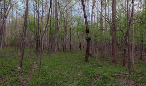 Forest View