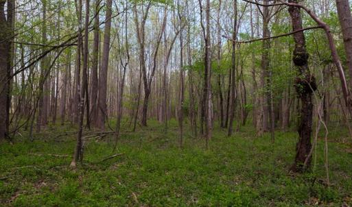 Photo #16 of Poorhouse Road, Rice, VA 56.7 acres