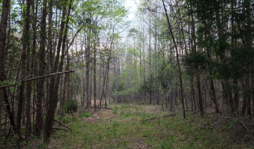 Trail Cut In