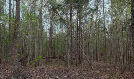 Forest View
