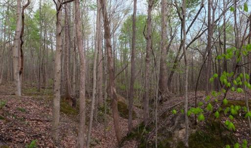 Photo #9 of Poorhouse Road, Rice, VA 56.7 acres