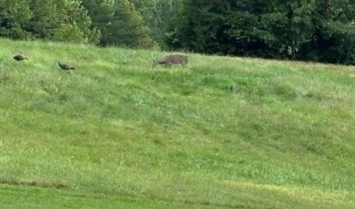 Photo #5 of end of Meriwood Farm Road, Farmville, VA 26.3 acres
