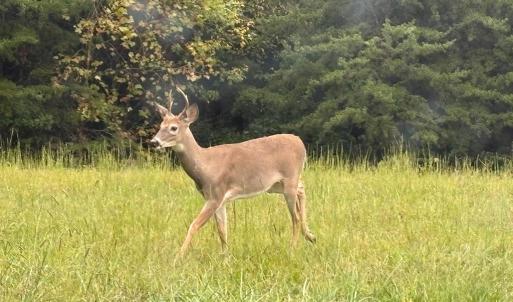 Photo #6 of end of Meriwood Farm Road, Farmville, VA 26.3 acres
