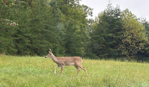 Photo #7 of end of Meriwood Farm Road, Farmville, VA 26.3 acres