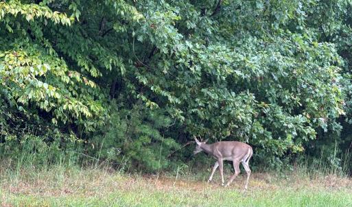 Photo #8 of end of Meriwood Farm Road, Farmville, VA 26.3 acres
