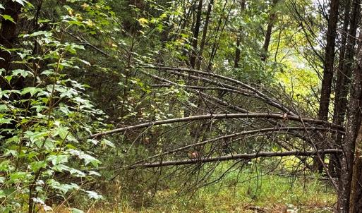 Photo #9 of end of Meriwood Farm Road, Farmville, VA 26.3 acres
