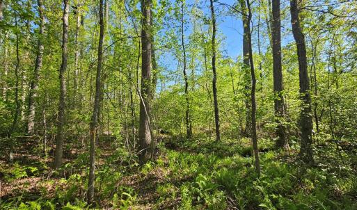 Photo #12 of 659 Andersonville Rd, Dillwyn, VA 80.0 acres
