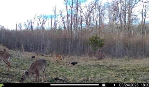 Photo #2 of 659 Andersonville Rd, Dillwyn, VA 80.0 acres