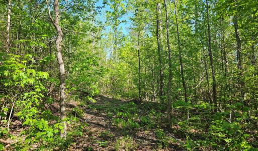 Photo #24 of 659 Andersonville Rd, Dillwyn, VA 80.0 acres