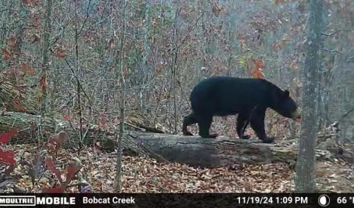 Photo #40 of 659 Andersonville Rd, Dillwyn, VA 80.0 acres