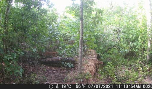 Photo #41 of 659 Andersonville Rd, Dillwyn, VA 80.0 acres