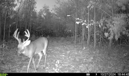 Photo #5 of 659 Andersonville Rd, Dillwyn, VA 80.0 acres