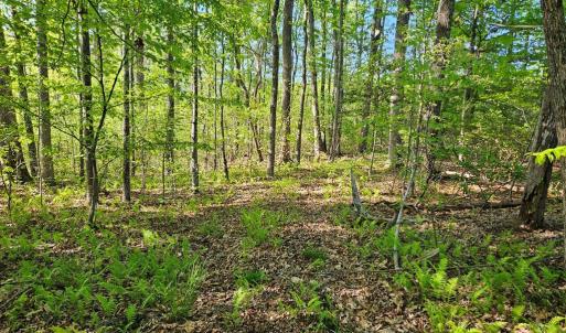 Photo #9 of 659 Andersonville Rd, Dillwyn, VA 80.0 acres