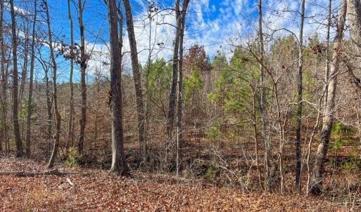 Photo #3 of Jennings Town Road, Crewe, VA 13.6 acres