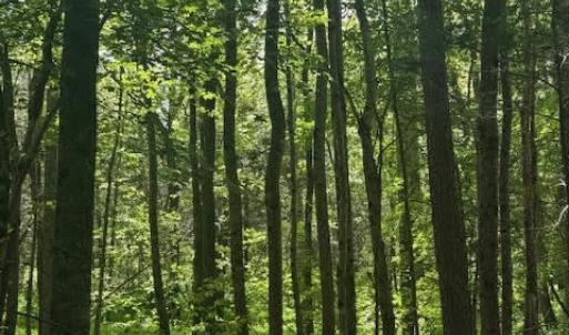 Photo #2 of Piney Mountain Rd, Appomattox, VA 22.7 acres