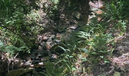 Photo #21 of Piney Mountain Rd, Appomattox, VA 22.7 acres