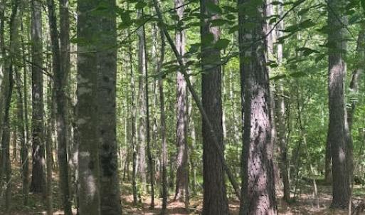 Photo #22 of Piney Mountain Rd, Appomattox, VA 22.7 acres