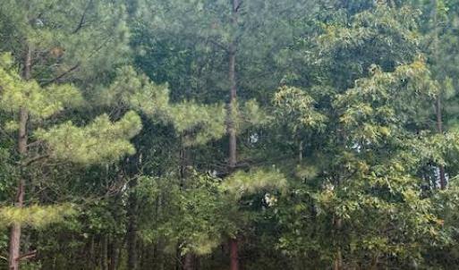 Photo #24 of Piney Mountain Rd, Appomattox, VA 22.7 acres