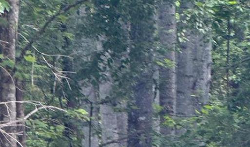 Photo #25 of Piney Mountain Rd, Appomattox, VA 22.7 acres
