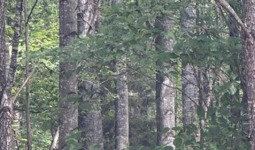 Photo #26 of Piney Mountain Rd, Appomattox, VA 22.7 acres
