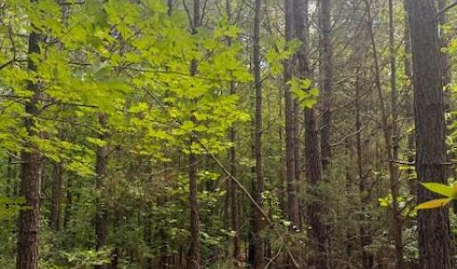 Photo #30 of Piney Mountain Rd, Appomattox, VA 22.7 acres