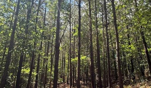 Photo #4 of Piney Mountain Rd, Appomattox, VA 22.7 acres