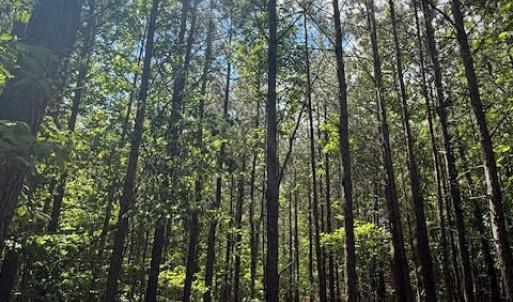 Photo #5 of Piney Mountain Rd, Appomattox, VA 22.7 acres