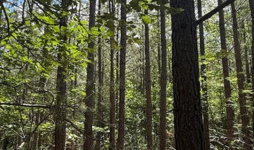 Photo #7 of Piney Mountain Rd, Appomattox, VA 22.7 acres